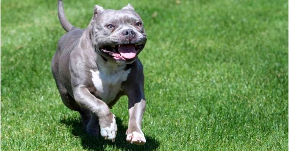 How Fast Are Pit Bulls