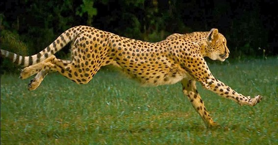How Fast Is A Jaguar